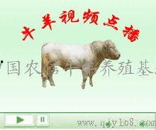 国产牛牛在线,创新游戏体验，引领休闲娱乐新潮流